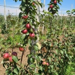 Яблоневый сад 120 Га, Краснодар