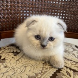 Котята Шотландские, Краснодар