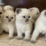 Котята Шотландские, Краснодар